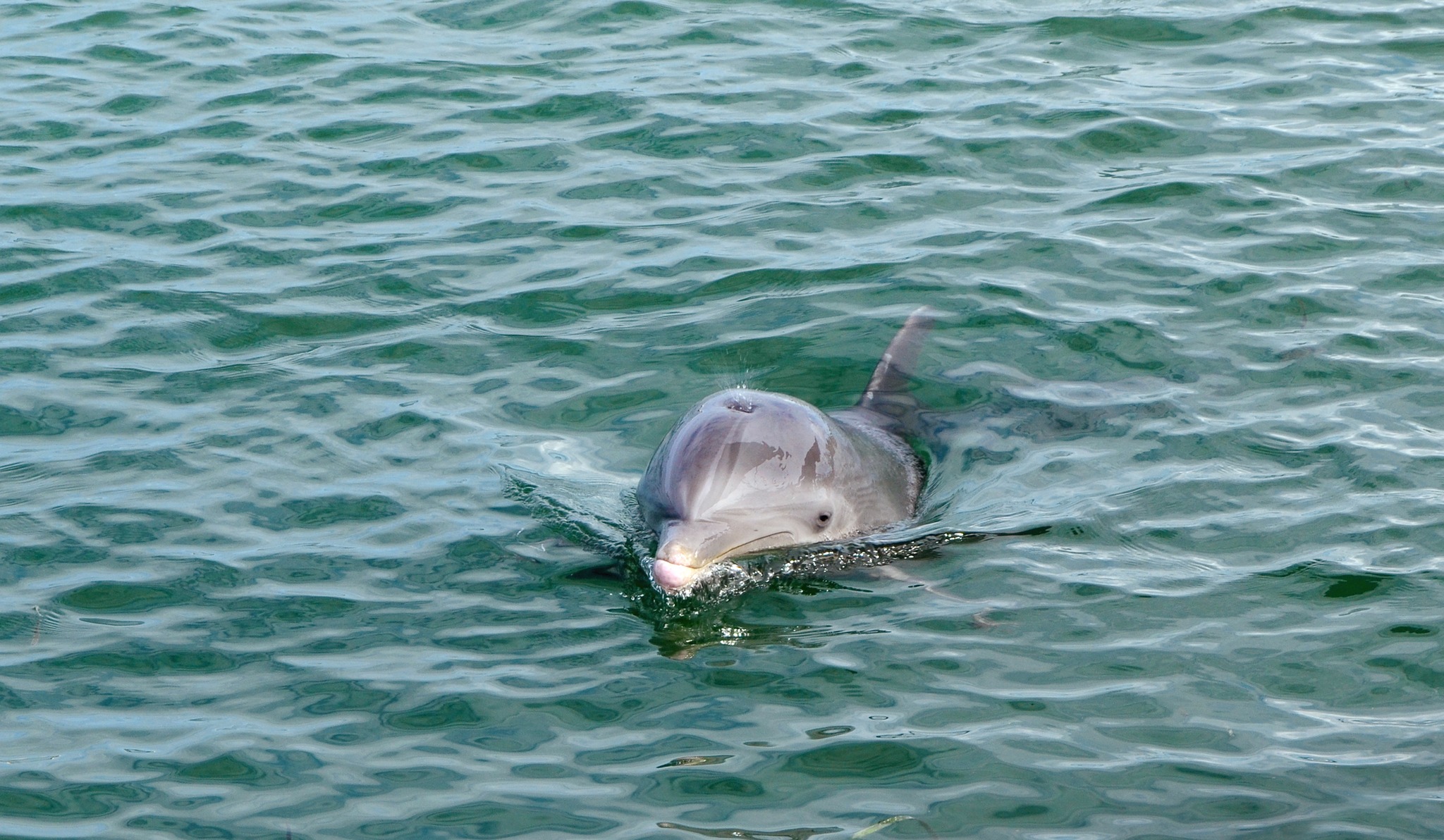 Premier Dolphin Cruise Pensacola Beach
