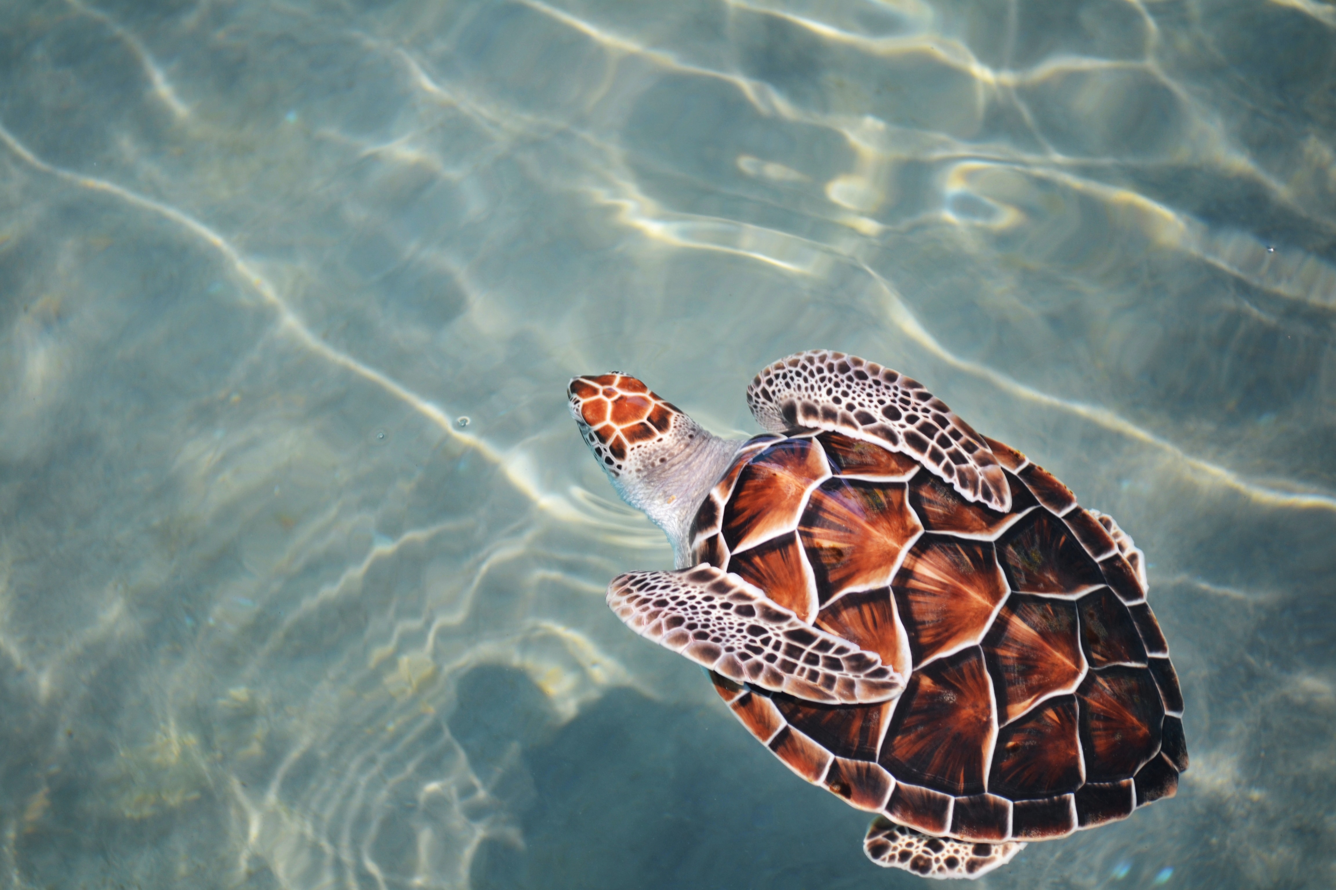 Loggerhead Sea Turtle