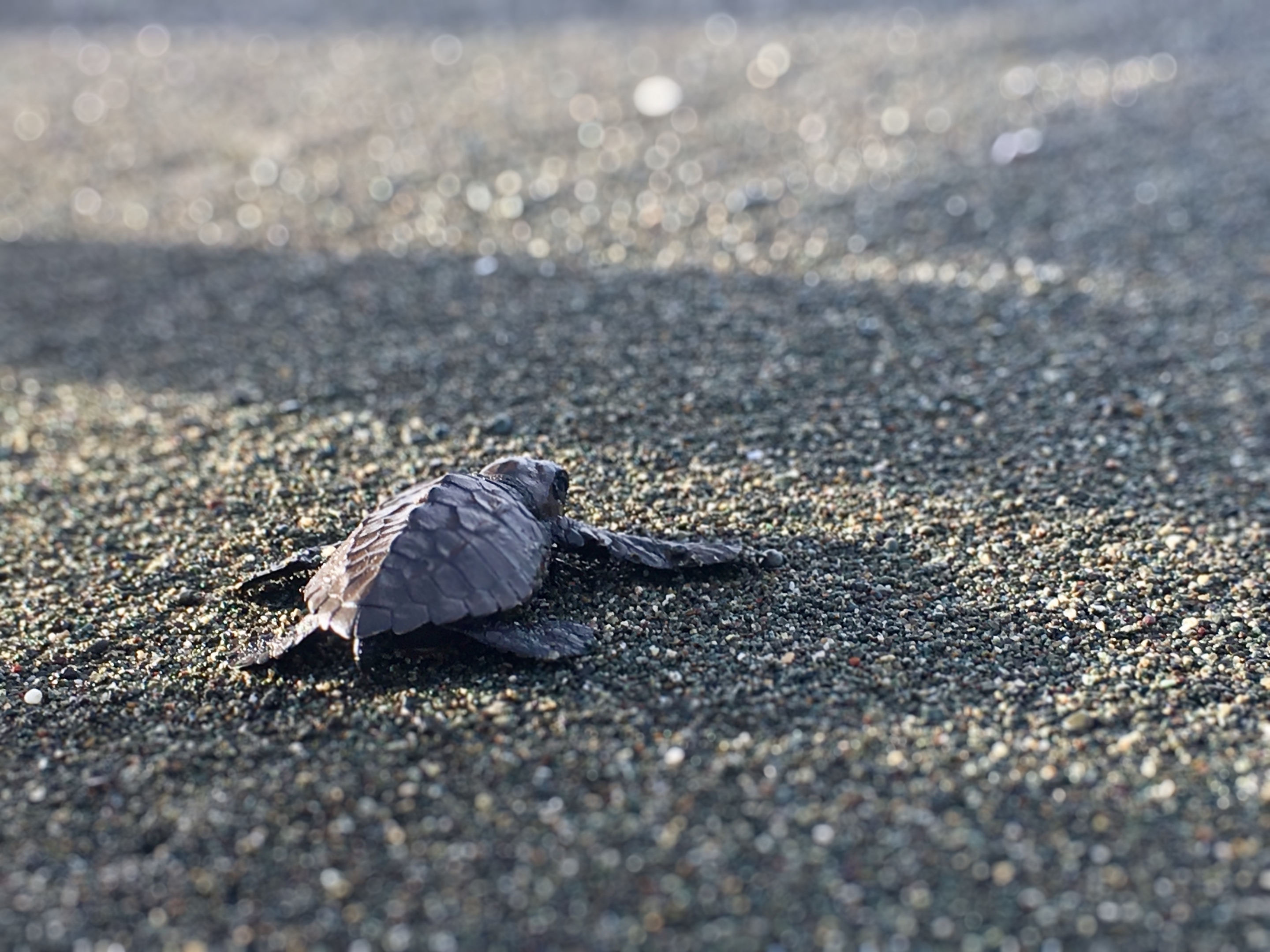 Sea Turtle Hatchlings 