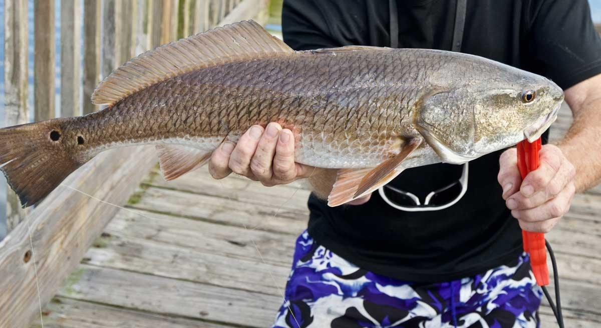 Bountiful Estuaries: Great Inshore Fishing on Gulf Coast - Game & Fish